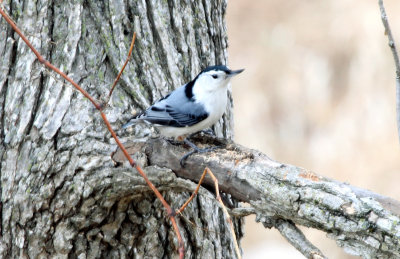 IMG_7074_White-breasted_Nutha1.JPG