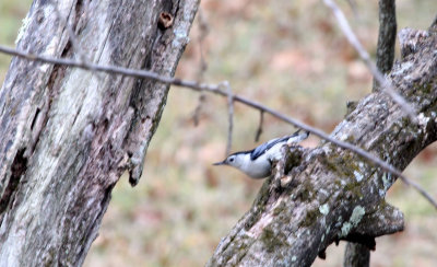 IMG_7088_White-breasted_Nutha1.JPG