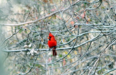 northern_cardinal