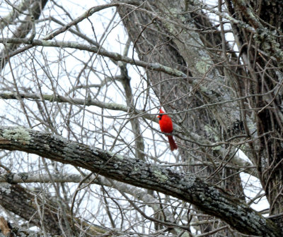 IMG_7034_Northern_Cardinal_1.JPG