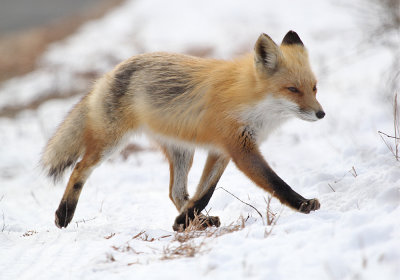 IMG_5911_Red_Fox.jpg