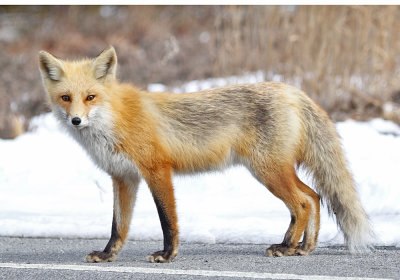 IMG_5924_Red_Fox.jpg