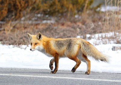 IMG_5930_Red_Fox.jpg