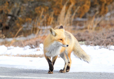 IMG_5932_Red_Fox.jpg