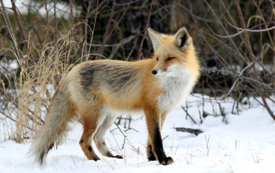 IMG_5939_Red_Fox.jpg