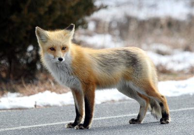 IMG_5960_Red_Fox.jpg