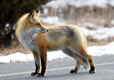 IMG_5961_Red_Fox.jpg