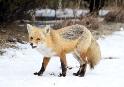 IMG_5996_Red_Fox.jpg