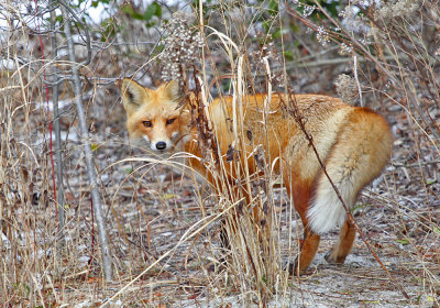 IMG_6062_Red_Fox.jpg