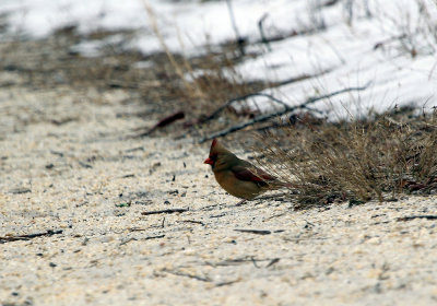 IMG_6019_Northern_Cardinal.jpg