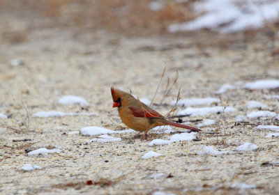 IMG_6028_Northern_Cardinal.jpg