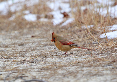 IMG_6052_Northern_Cardinal.jpg