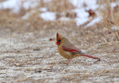 IMG_6054_Northern_Cardinal.jpg
