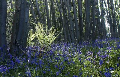 backlit fern