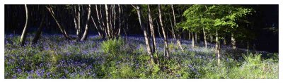 bluebell panorama