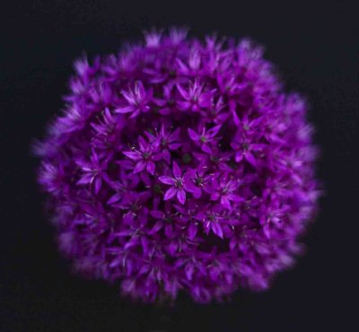 purple ball