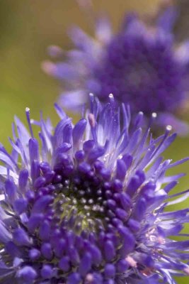 double purple