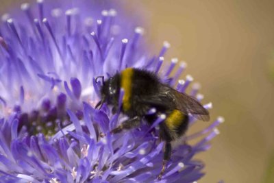 bee