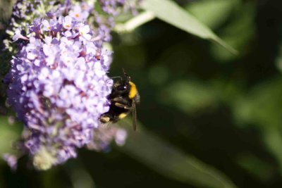 bee head