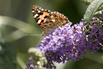 painted lady head