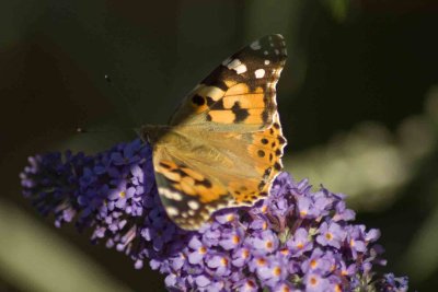 painted lady shade