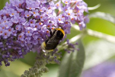 pollen