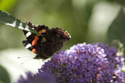 red admiral
