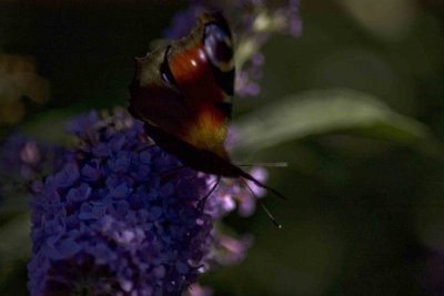 shaded peacock