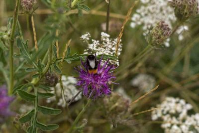 wild flower bee