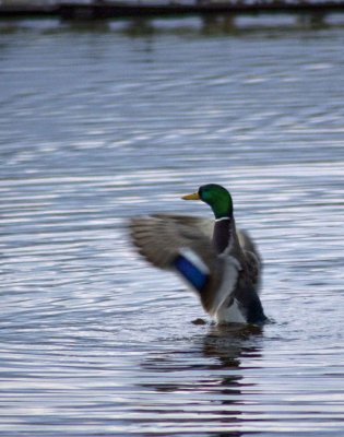 in a flap