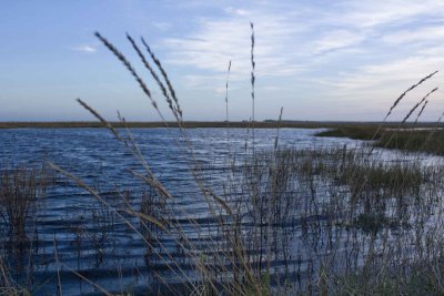 pegwell bay grasses