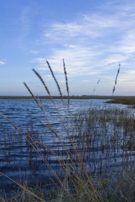 pegwell bay grasses 2