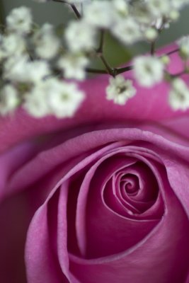 rose 2