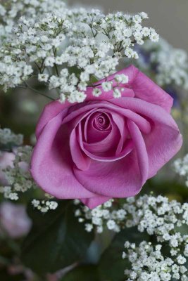 rose