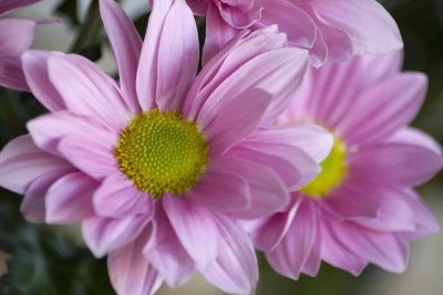 daisy