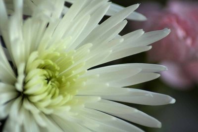 petals