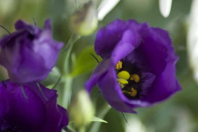 the colour purple