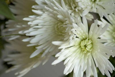white touch