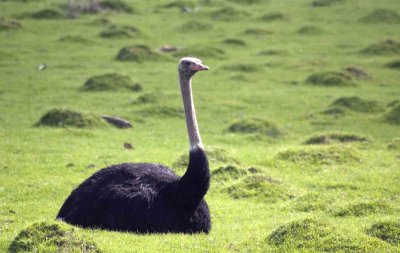 big bird