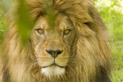 lion eyes