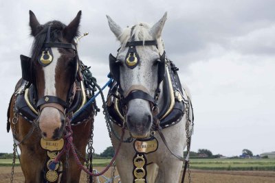 work horses