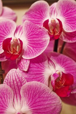 orchids