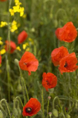poppy cluster