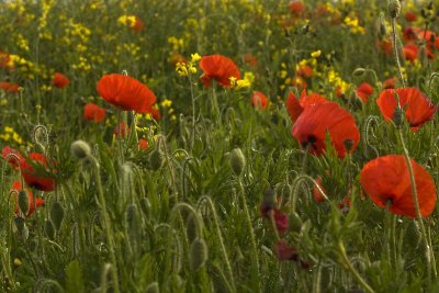 wild poppies