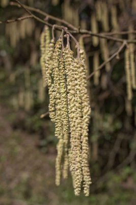 pollen count 2