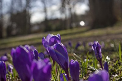 woodland crocus 2