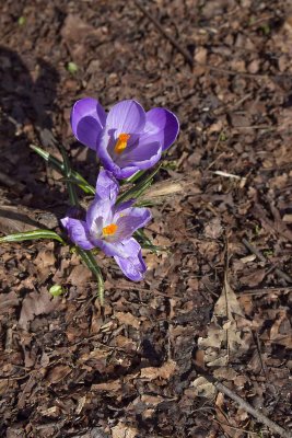 woodland crocus