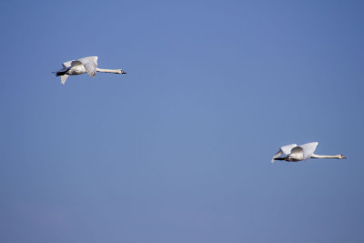 swan flypast