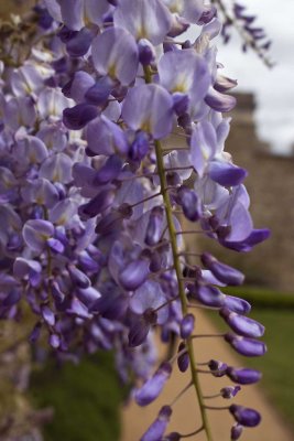 wisteria