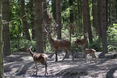 red deer family